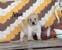 Annie, a male Golden Retriever for sale in Mattoon, IL – 2 of 3