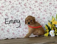 Emmy, a female Miniature Golden Retriever for sale in Mattoon, IL – 2 of 3