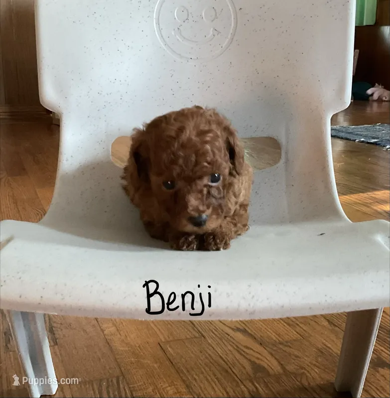 Benji – Poodle - Toy  puppy for sale in Mattoon, IL