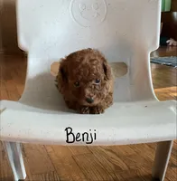Benji, a male Poodle - Toy  for sale in Mattoon, IL – 1 of 3