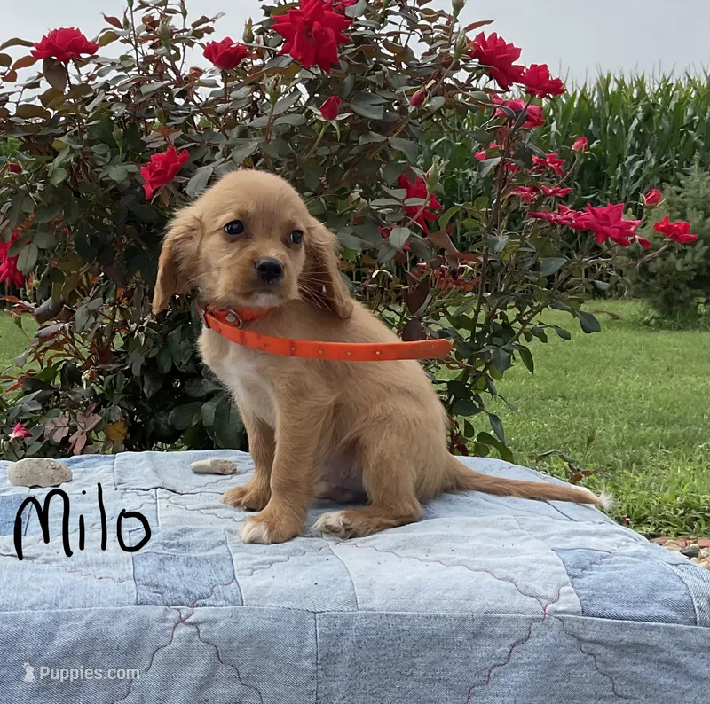 Milo – Miniature Golden Retriever puppy for sale in Mattoon, IL