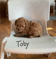 Toby, a male Poodle - Toy  for sale in Mattoon, IL – 3 of 3