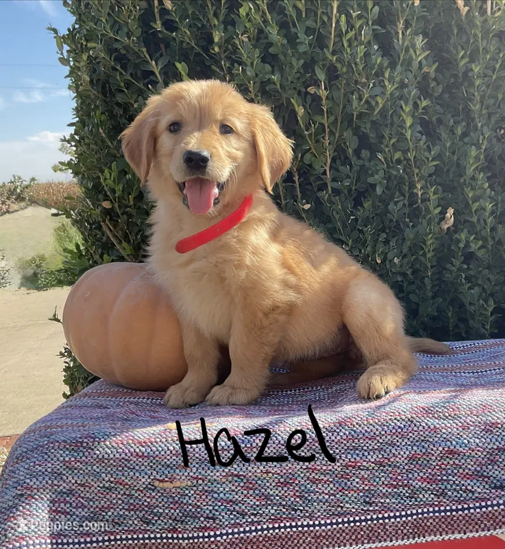 Hazel – Golden Retriever puppy for sale in Mattoon, IL
