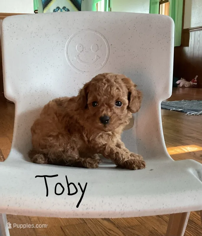 Toby – Poodle - Toy  puppy for sale in Mattoon, IL
