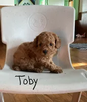 Toby, a male Poodle - Toy  for sale in Mattoon, IL – 1 of 3
