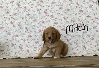Mitch, a male Miniature Golden Retriever for sale in Mattoon, IL – 2 of 3