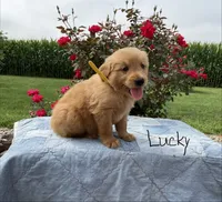 Lucky, a male Golden Retriever for sale in Mattoon, IL – 2 of 3