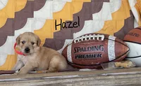 Hazel, a male Golden Retriever for sale in Mattoon, IL – 2 of 3