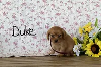 Duke, a male Miniature Golden Retriever for sale in Mattoon, IL – 2 of 3