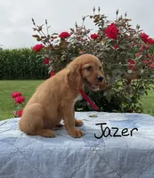 Jazer, a male Miniature Golden Retriever for sale in Mattoon, IL – 2 of 6