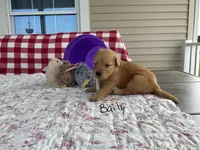 Baily, a female Golden Retriever for sale in Mattoon, IL – Photo 2 of 3