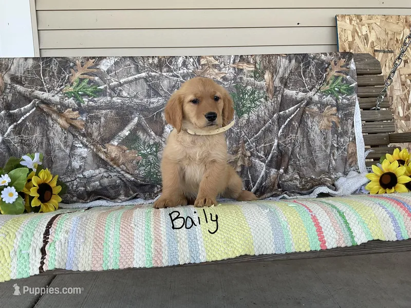 Baily – Golden Retriever puppy for sale in Mattoon, IL