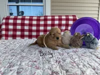 Baily, a female Golden Retriever for sale in Mattoon, IL – Photo 3 of 3