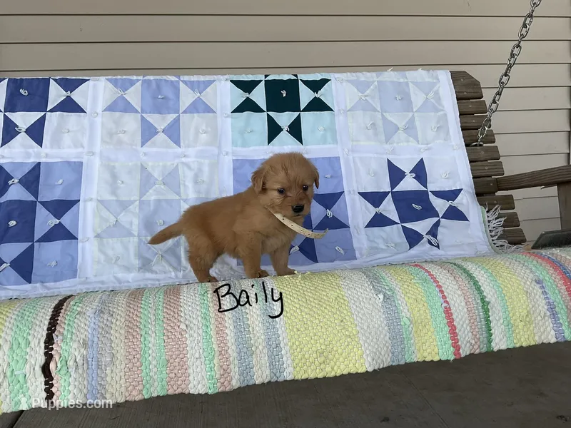 Baily – Golden Retriever puppy for sale in Mattoon, IL
