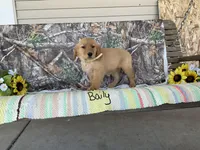 Baily, a female Golden Retriever for sale in Mattoon, IL – Photo 2 of 3