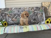 Baily, a female Golden Retriever for sale in Mattoon, IL – Photo 3 of 3