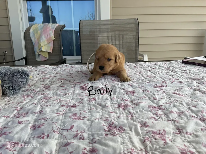 Baily – Golden Retriever puppy for sale in Mattoon, IL