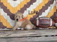 Luke, a male Golden Retriever for sale in Mattoon, IL – 3 of 3