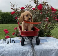 Milo, a male Miniature Golden Retriever for sale in Mattoon, IL – 3 of 6