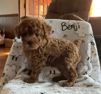Benji, a male Poodle - Toy  for sale in Mattoon, IL – 2 of 6