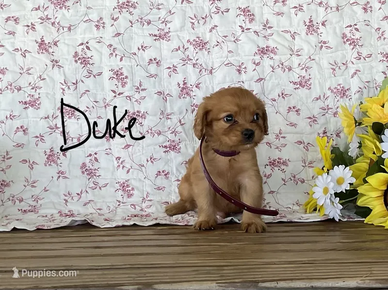 Duke – Miniature Golden Retriever puppy for sale in Mattoon, IL