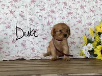 Duke, a male Miniature Golden Retriever for sale in Mattoon, IL – 1 of 3