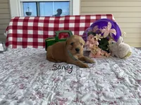 Sandy, a female Golden Retriever for sale in Mattoon, IL – Photo 3 of 3