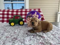 Sandy, a female Golden Retriever for sale in Mattoon, IL – Photo 1 of 3