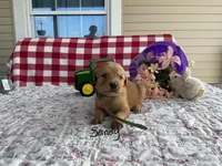 Sandy, a female Golden Retriever for sale in Mattoon, IL – Photo 2 of 3