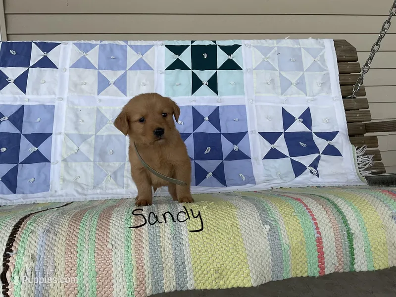 Sandy – Golden Retriever puppy for sale in Mattoon, IL