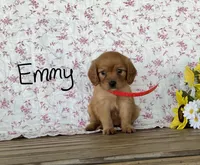 Emmy, a female Miniature Golden Retriever for sale in Mattoon, IL – 3 of 3