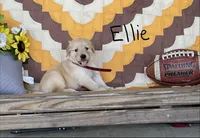 Ellie, a male Golden Retriever for sale in Mattoon, IL – 3 of 3
