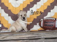 Annie, a male Golden Retriever for sale in Mattoon, IL – 3 of 3