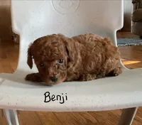 Benji, a male Poodle - Toy  for sale in Mattoon, IL – 2 of 3