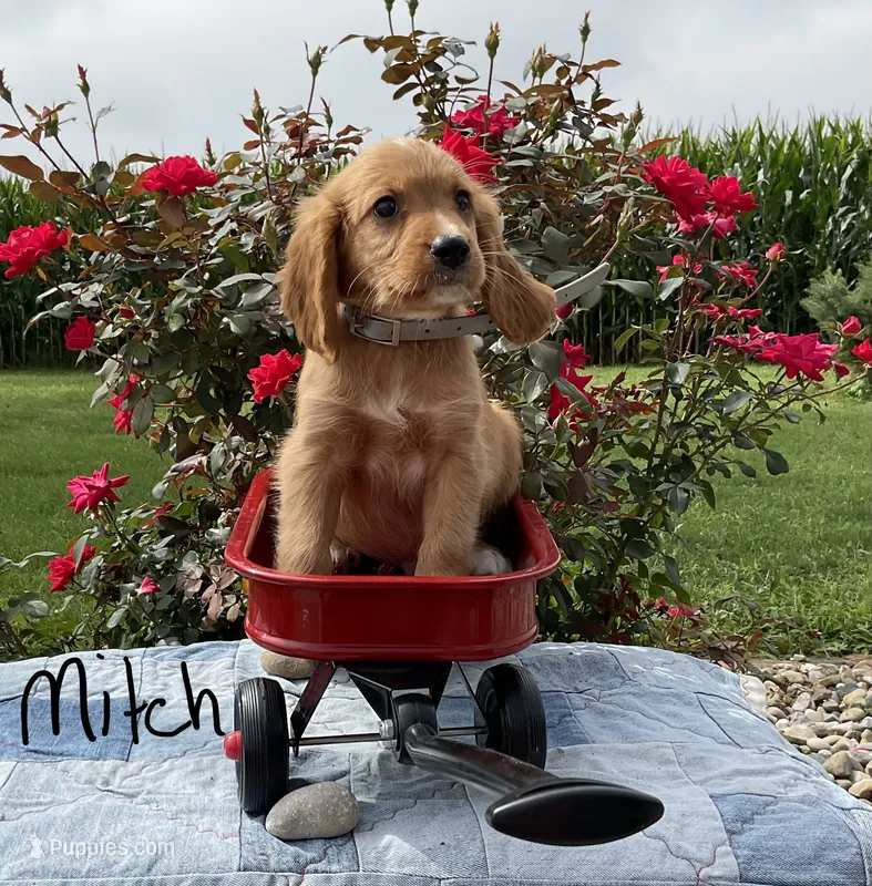 Mitch – Miniature Golden Retriever puppy for sale in Mattoon, IL