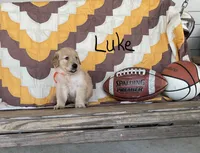 Luke, a male Golden Retriever for sale in Mattoon, IL – 2 of 3