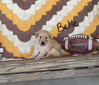 Belle, a male Golden Retriever for sale in Mattoon, IL – 2 of 3