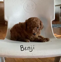 Benji, a male Poodle - Toy  for sale in Mattoon, IL – 3 of 3