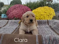Clara, a female Golden Retriever for sale in Mattoon, IL – Photo 2 of 3