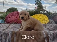 Clara, a female Golden Retriever for sale in Mattoon, IL – Photo 3 of 3