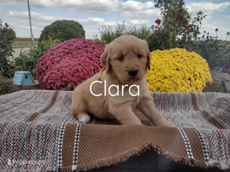 Clara, a female Golden Retriever for sale in Mattoon, IL – Photo 1 of 3