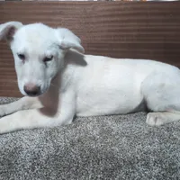 Purple/White Collar, a female German Shepherd Dog for sale in Earlville, IA – Photo 3 of 3