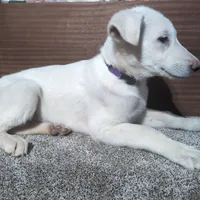 Purple/White Collar, a female German Shepherd Dog for sale in Earlville, IA – Photo 2 of 3