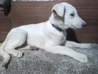 Purple/White Collar, a female German Shepherd Dog for sale in Earlville, IA – Photo 2 of 3