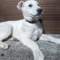 Purple/White Collar, a female German Shepherd Dog for sale in Earlville, IA – Photo 1 of 3