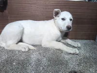 Blue/White Collar, a female German Shepherd Dog for sale in Earlville, IA – Photo 2 of 3