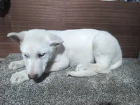 Blue/White Collar, a female German Shepherd Dog for sale in Earlville, IA – Photo 3 of 3