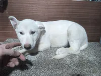 Blue/White Collar, a female German Shepherd Dog for sale in Earlville, IA – Photo 1 of 3