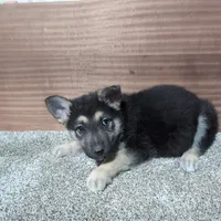 Pink/Orange Collar, a female German Shepherd Dog for sale in Earlville, IA – Photo 3 of 3