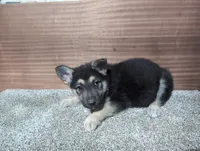 Pink/Orange Collar, a female German Shepherd Dog for sale in Earlville, IA – Photo 3 of 3